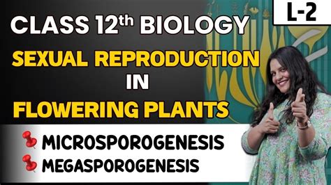 Class 12 Biology Sexual Reproduction In Flowering Plants