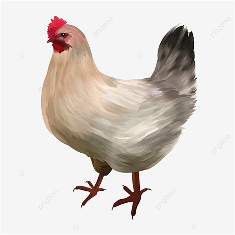 Illustration De Poule De Volaille En Captivité Png Clipart De Poule