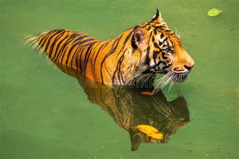 Sumatran Tiger Jumped Out From The Waters Stock Photo Image Of Carnivor Wildlife 177842714