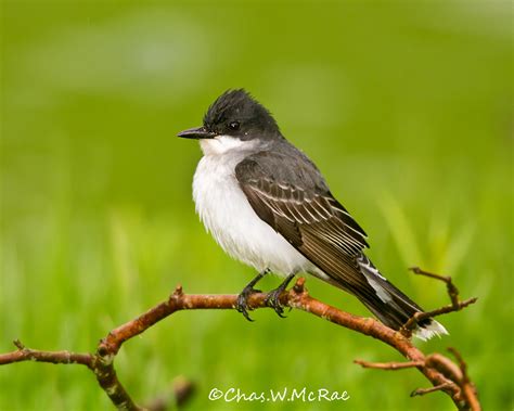 South Carolina Birds — Chas Mcrae Photography