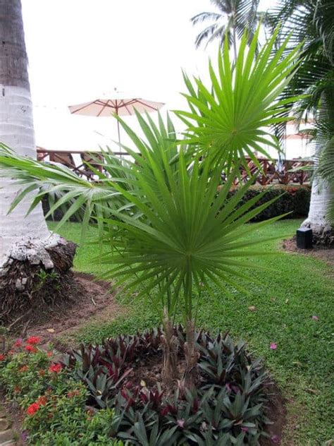 5 Cold Hardy Palms For Zone 7 In 2022 A Nest With A Yard