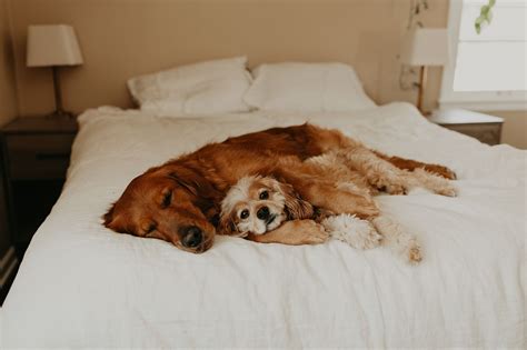 Cute Dogs Cuddling In Bed Dog Cuddles Cute Dogs Dog Friends