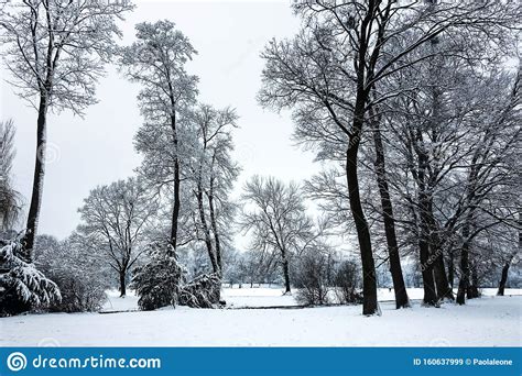 Idyllic Winter Nature Snowscape With Trees Scenic Background For The