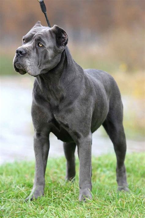 Cane Corso Dogs Are A Type Of Mastiff The Breed For You