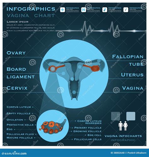 Vagina Infographic Infocharts Health And Medical Stock Vector