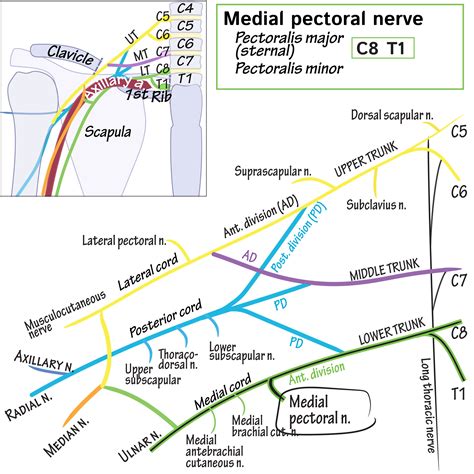 Gross Anatomy Glossary Medial Pectoral Nerve Draw It To Know It
