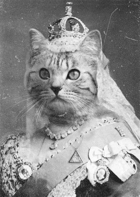 Queen Victoria Cat Portraits Crazy Cats Cats