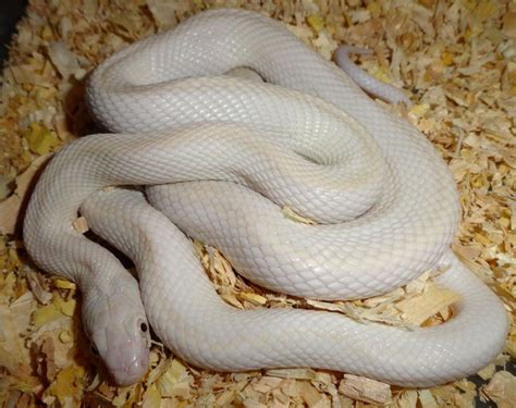 White Snakes Anaconda Snake Snake Reptiles