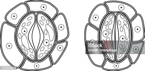 Coloring Page Structure Of Stomatal Complex With Open And Closed Stoma