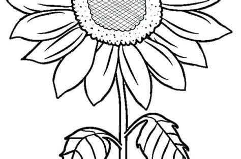 Check spelling or type a new query. Sunflower Coloring Pages For Adults at GetColorings.com ...