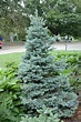 Sester Dwarf Blue Spruce (Picea pungens 'Sester Dwarf') in Denver ...