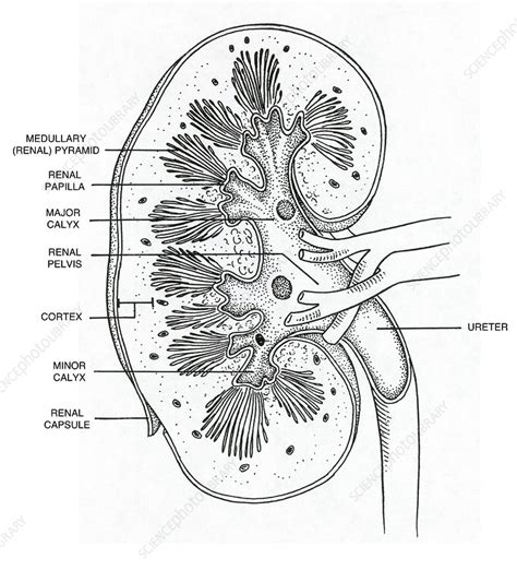 Cross Section Of Right Kidney Stock Image F0316216 Science Photo