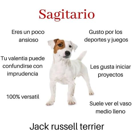 Fotos Qu Raza De Perro Eres De Acuerdo Con Tu Signo Del Zodiaco