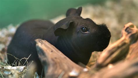 Adorable Hairless Guinea Pigs Known As Skinny Pigs Look Like Tiny