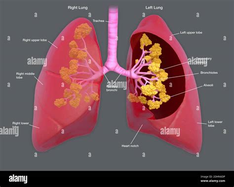 Annotated Illustration Of Human Lungs The Lungs Transport Oxygen Into
