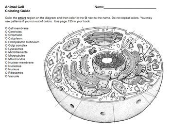 Students color the phospholipids, protei. Biologycorner.com Animal Cell Coloring Key / Blank Plant Cell Worksheet Drone Fest - Www ...
