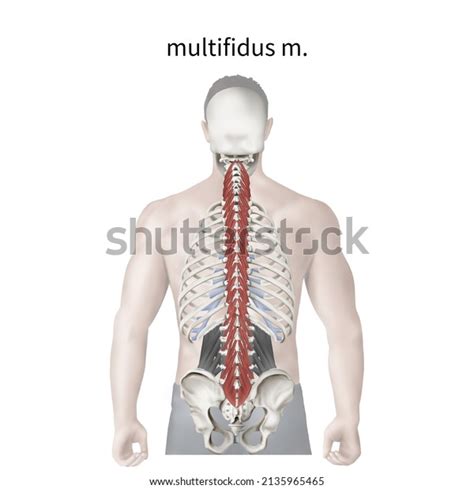 3d Medical Illustration Explain Multifidus Muscle Stock Illustration