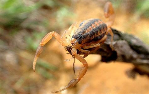 Blog How Dangerous Are Scorpions In Dallas Tx