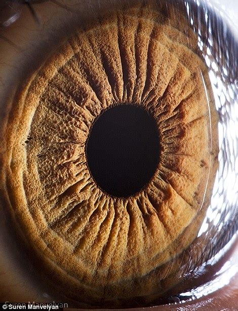 The Eyes Have It The Iris Pictured In Remarkable Detail By Incredible Close Up Shots Daily