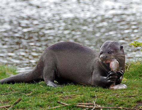 A long, strong tail helps propels the otter through the water. Otter of the Sea vs. Giant River Otter
