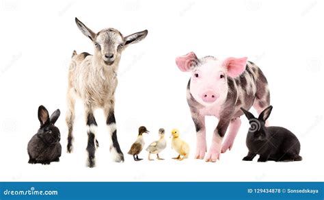 Farm Animals Standing Together Stock Photo Image Of Full Duck 129434878