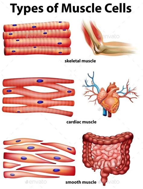 You can also find smooth muscle in the walls of passageways, including arteries and. Diagram Showing Types Of Muscle Cells | Types of muscles ...