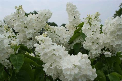 White Lilacs Wedding Flower Inspiration Wedding Flowers Garden View