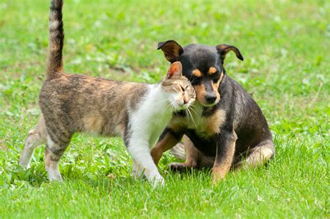 Cat And Dog Are Touching Their Heads Beautiful Animal