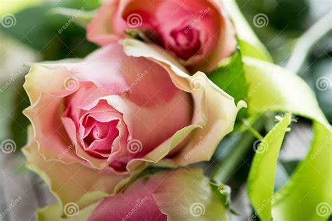 Salmon Colored Roses Stock Photo Image Of Love Rose 39603072