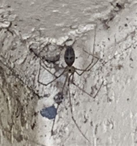 Spiders are usually the first thing that comes to mind when you think about bugs in your basement. Pholcus phalangioides (Long-bodied Cellar Spider) in Baton ...