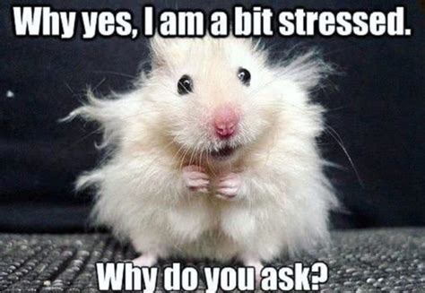 29 Of The Cutest Hamster Memes We Could Find So Far Lets Eat Cake