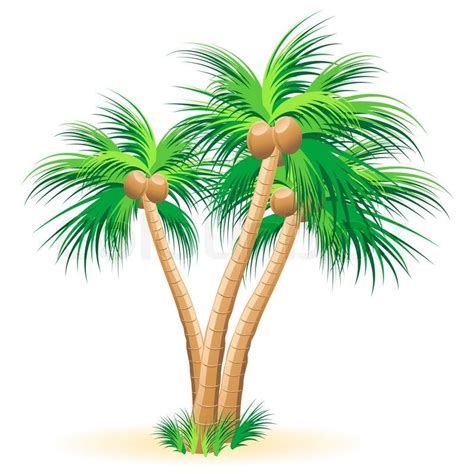 Картинки по запросу Imagenes De Palmeras Tropicales Palm Tree Vector