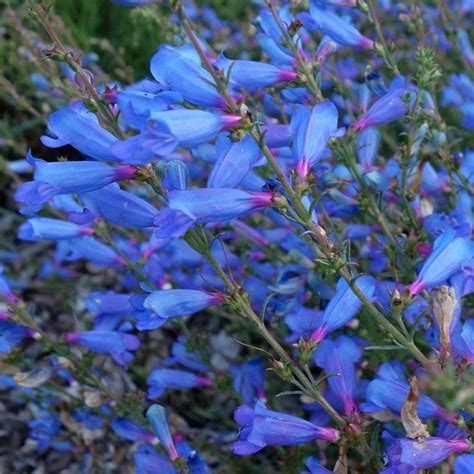 Electric Blue Penstemon In 2020 Flowers Perennials Garden Shrubs