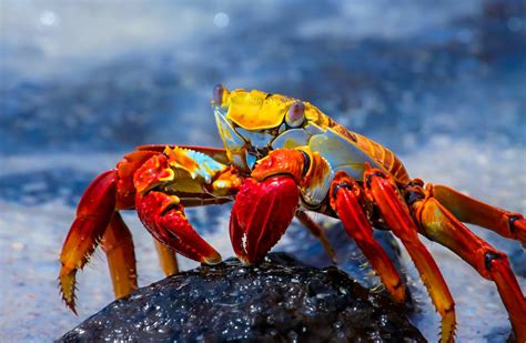 Top 10 Galapagos Islands Animals And Wildlife Spotting Tips Rainforest
