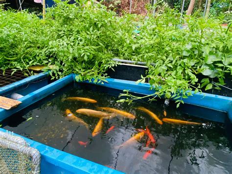 I've tried many many differet pempek ikan recipes throughout the year. Online Aquaponik Course (Persatuan Sindrom Down Negeri Kelantan) - No 1 Tourism Spot in Kelantan ...