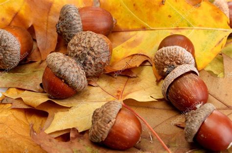 Brown Acorns On Autumn Leaves Close Up — Stock Photo © Belchonock