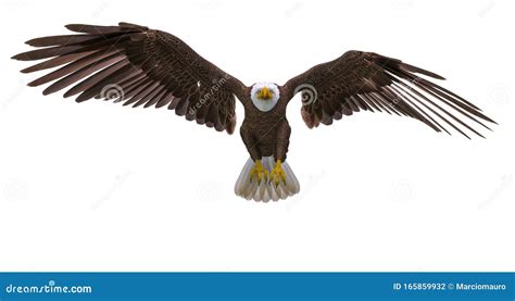 Bald Eagle Landing On White Background Stock Illustration