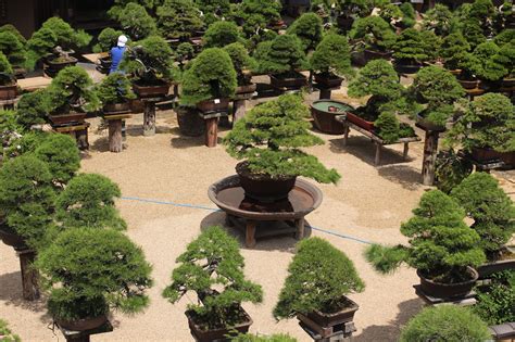 Bonsai Gardening Garden Plant