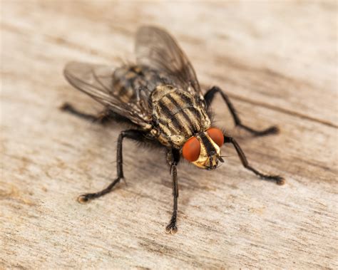 How To Get Rid Of Flies In Your Home And Garden Yates Australia
