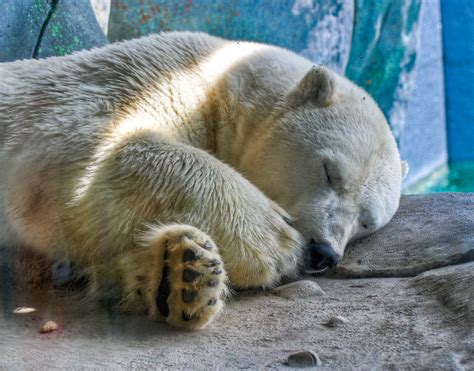 Polar Nap One Of The Polar Bears At The Metro Toronto Zoo Flickr