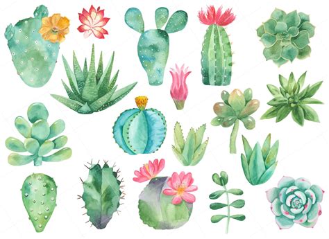 Watercolor Succulents Watercolor Cactus Watercolor Clipart