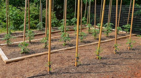 How To Grow Your Own Tomatoes Part Staking Training And Pruning
