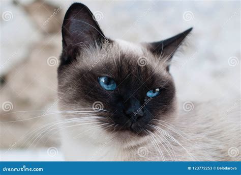 Beautiful Siamese Purebred Cat With Blue Eyes Stock Image Image Of