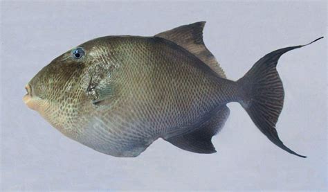 Gray Triggerfish Mexico Fish Birds Crabs Marine Life Shells And