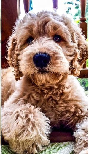 Beware of breeders advertising the following at excessively high prices: NC Goldendoodle Breeder located near Raleigh, in Clayton ...