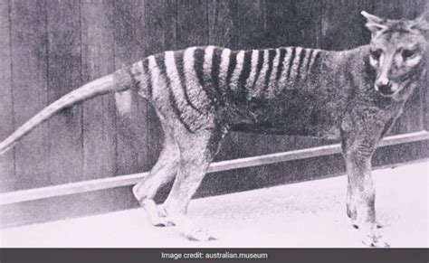 Scientists Plan Multi Million Dollar Resurrection Of Tasmanian Tiger