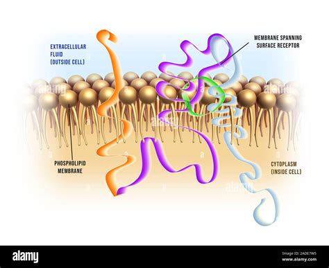 Proteínas Receptoras De La Membrana Celular La Ilustración Spanning