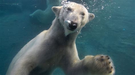 Polar Bears Play In Snow And Hunt Fish At The San Diego Zoo Youtube