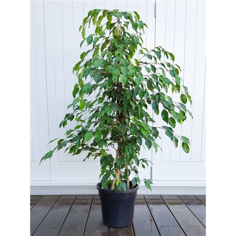 Ficus Benjamina Weeping Fig How To Grow And Care Guide