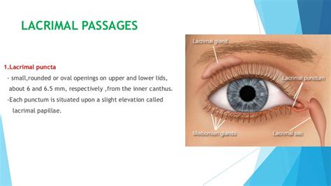 Anatomy Of Lacrimal Gland